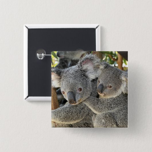 Koala Phascolarctos cinereus Queensland . Button (Vorne & Hinten)