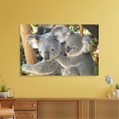 Koala Phascolarctos cinereus Queensland . Leinwanddruck (Insitu (Wohnzimmer))