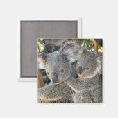 Koala Phascolarctos cinereus Queensland . Magnet (Vorderseite/Rückseite)