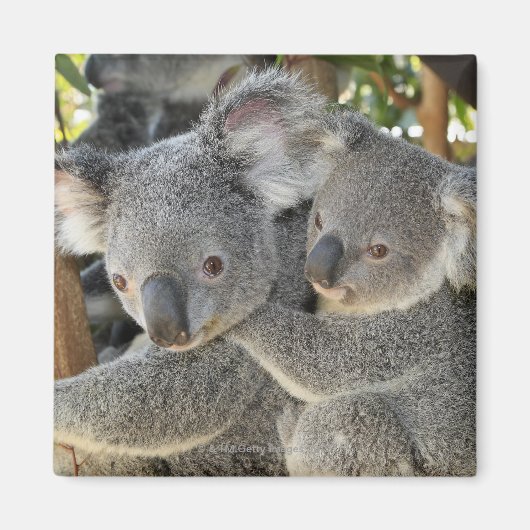 Koala Phascolarctos cinereus Queensland . Magnet (Vorne)