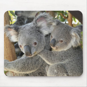 Koala Phascolarctos cinereus Queensland . Mousepad