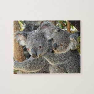 Koala Phascolarctos cinereus Queensland . Puzzle