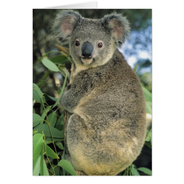 Koala, Phascolarctos cinereus), vom Aussterben bed (Vorne)