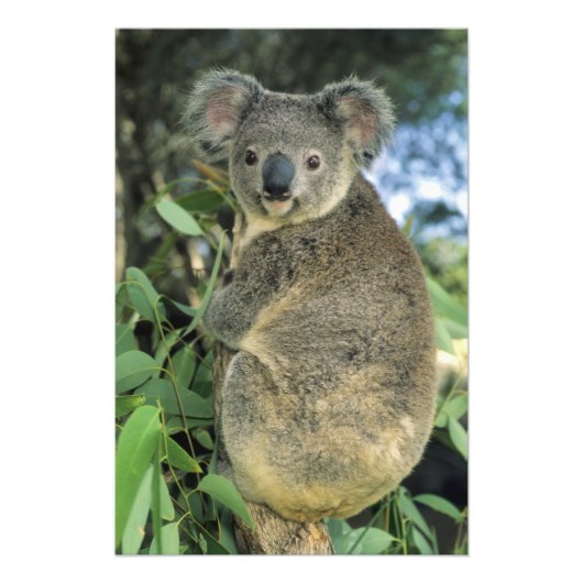 Koala, Phascolarctos cinereus), vom Aussterben bed Fotodruck (Vorne)