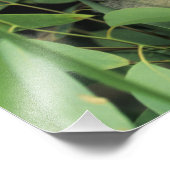 Koala, Phascolarctos cinereus), vom Aussterben bed Fotodruck (Ecke)