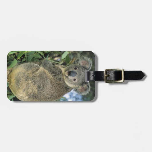 Koala, Phascolarctos cinereus), vom Aussterben bed Gepäckanhänger (Vorderseite horizontal)