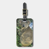 Koala, Phascolarctos cinereus), vom Aussterben bed Gepäckanhänger (Vorderseite vertikal)