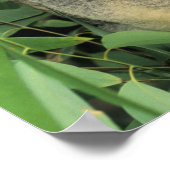 Koala, Phascolarctos cinereus), vom Aussterben bed Poster (Ecke)