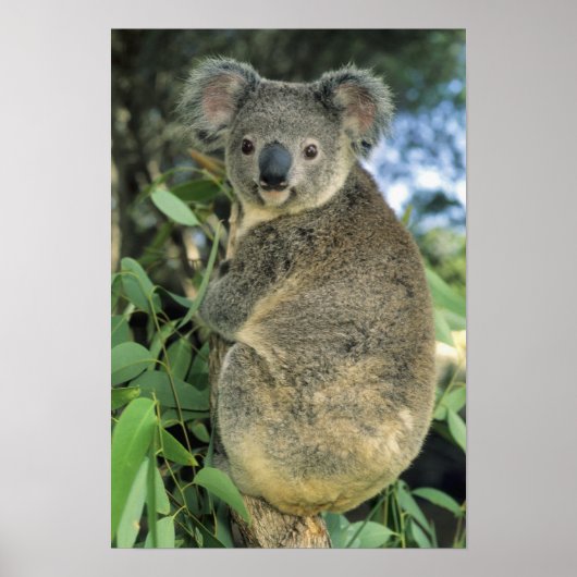 Koala, Phascolarctos cinereus), vom Aussterben bed Poster (Vorne)