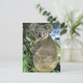 Koala, Phascolarctos cinereus), vom Aussterben bed Postkarte (Stehend Vorderseite)
