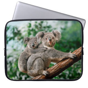 Koala, Phascolarctos cinereus, Weibchen trägt Jung Laptopschutzhülle
