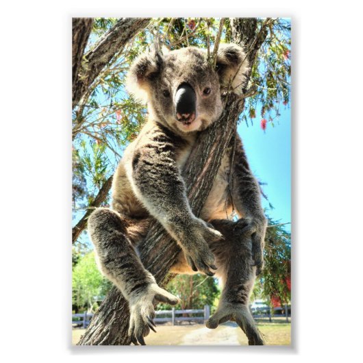 Koala Picture Fotodruck (Vorne)