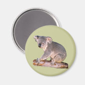 Koala Picture Magnet (Vorderseite/Rückseite)