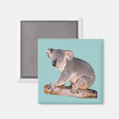 Koala Picture Magnet (Vorderseite/Rückseite)