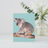 Koala Picture Postcard Postkarte (Stehend Vorderseite)