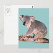Koala Picture Postcard Postkarte (Vorne/Hinten)