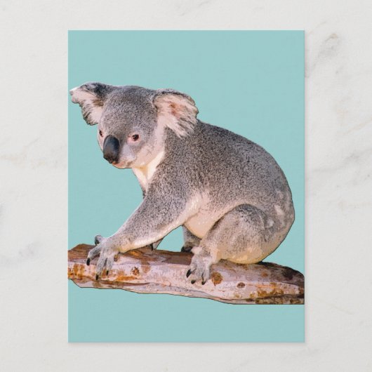 Koala Picture Postcard Postkarte (Vorderseite)