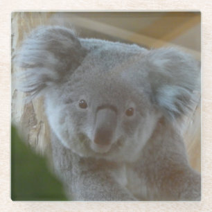 Koala Portrait Untersetzer