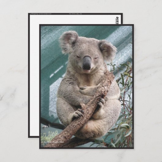 Koala, Postcard, 2013, 4,25" x 5,6" Postkarte (Vorne/Hinten)