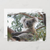Koala Postcard Postkarte (Vorne/Hinten)