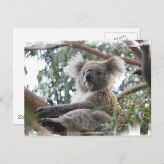 Koala Postcard Postkarte (Vorne/Hinten)