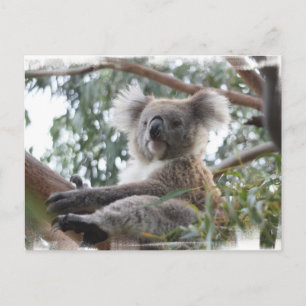 Koala Postcard Postkarte