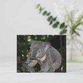 Koala Postcard Postkarte (Stehend Vorderseite)