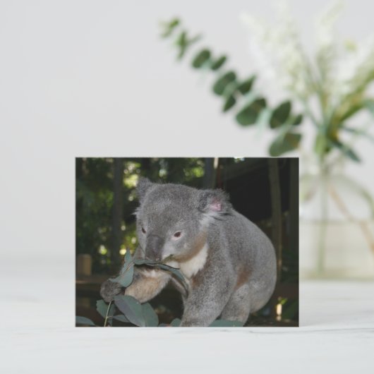 Koala Postcard Postkarte (Stehend Vorderseite)