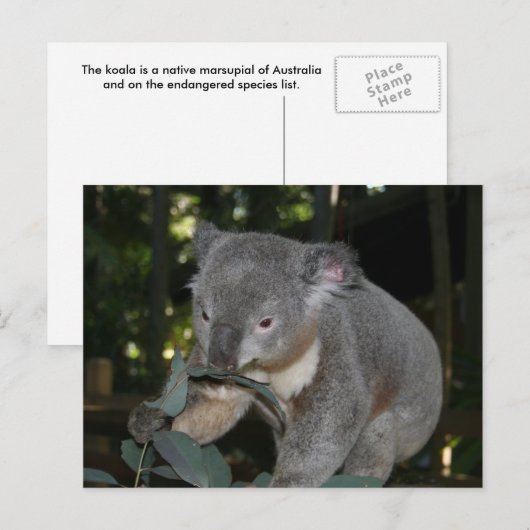 Koala Postcard Postkarte (Vorne/Hinten)