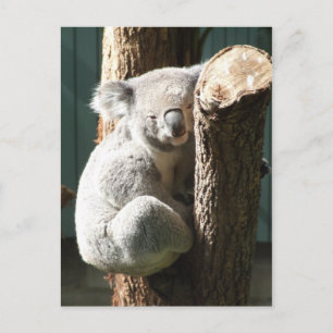 Koala Postcard Postkarte