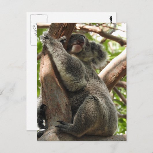 Koala Postcard Postkarte (Vorne/Hinten)