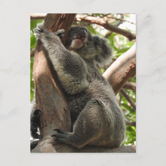 Koala Postcard Postkarte (Vorderseite)