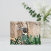 Koala Postcard Postkarte (Stehend Vorderseite)
