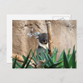 Koala Postcard Postkarte (Vorne/Hinten)