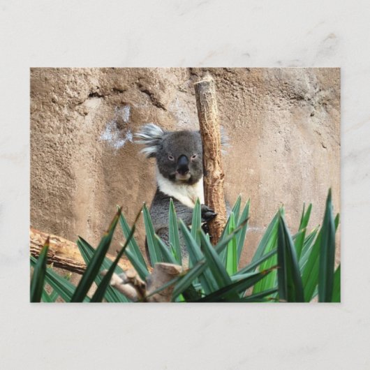 Koala Postcard Postkarte (Vorderseite)