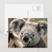 Koala Postcard Postkarte (Vorne/Hinten)