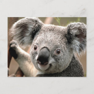 Koala Postcard Postkarte