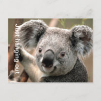 Koala Postcard