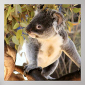 Koala Poster (Vorne)
