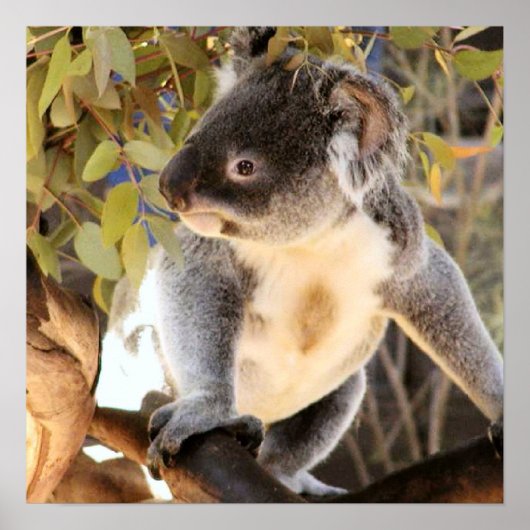 Koala Poster (Vorne)