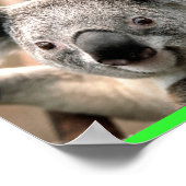 Koala Poster (Ecke)