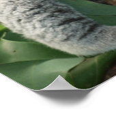 Koala Poster (Ecke)