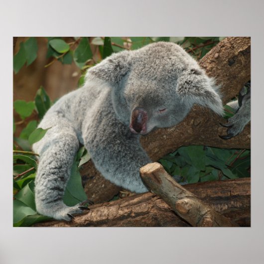 Koala Poster (Vorne)