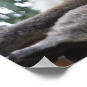 Koala Poster (Ecke)