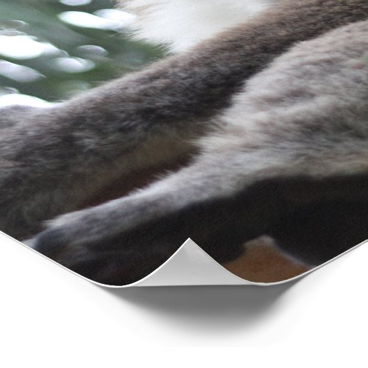 Koala Poster (Ecke)