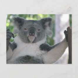 Koala Postkarte
