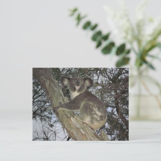 Koala Postkarte (Stehend Vorderseite)