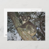 Koala Postkarte (Vorne/Hinten)