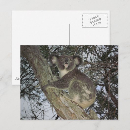 Koala Postkarte (Vorne/Hinten)