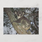 Koala Postkarte (Vorderseite)
